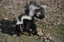 skunk